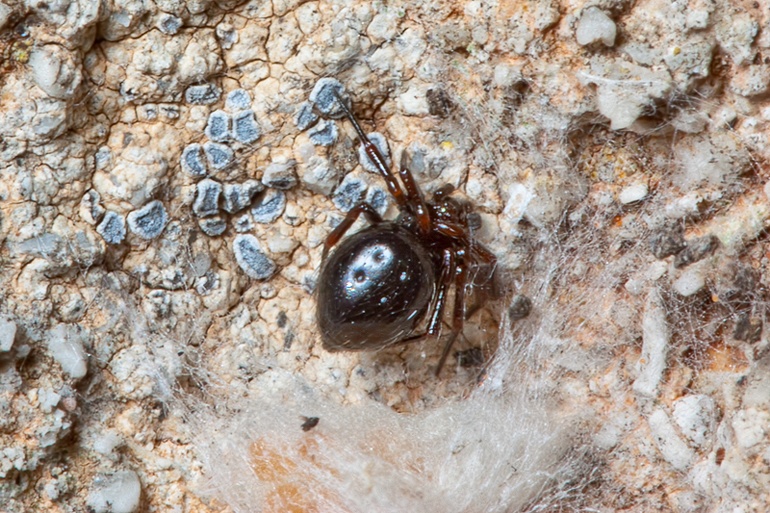 Euryopis episinoides